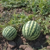 Kako uzgajati lubenicu